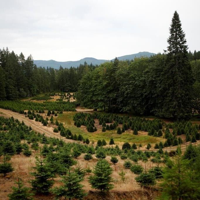Climate change affecting Christmas tree farms across Canada, expert say